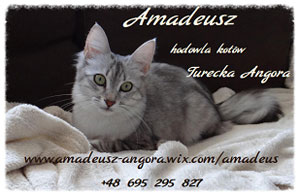 Amadeusz