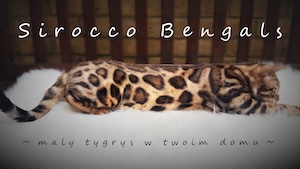 Sirocco